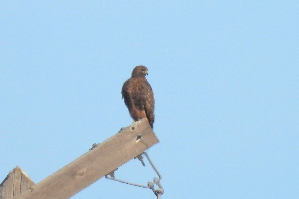 káně rudochvostá - ML645514304