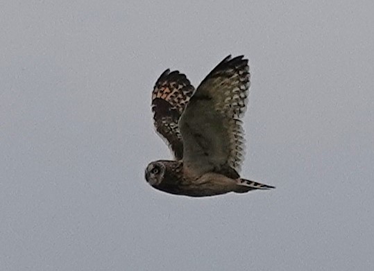 kalous pustovka - ML645514308