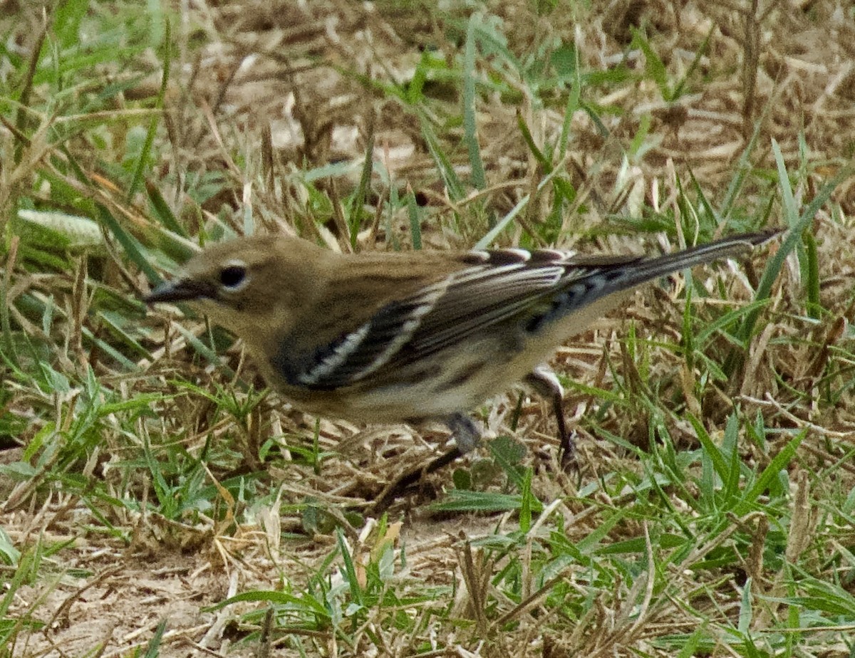 Yellow-rumped Warbler (Myrtle) - ML645514311