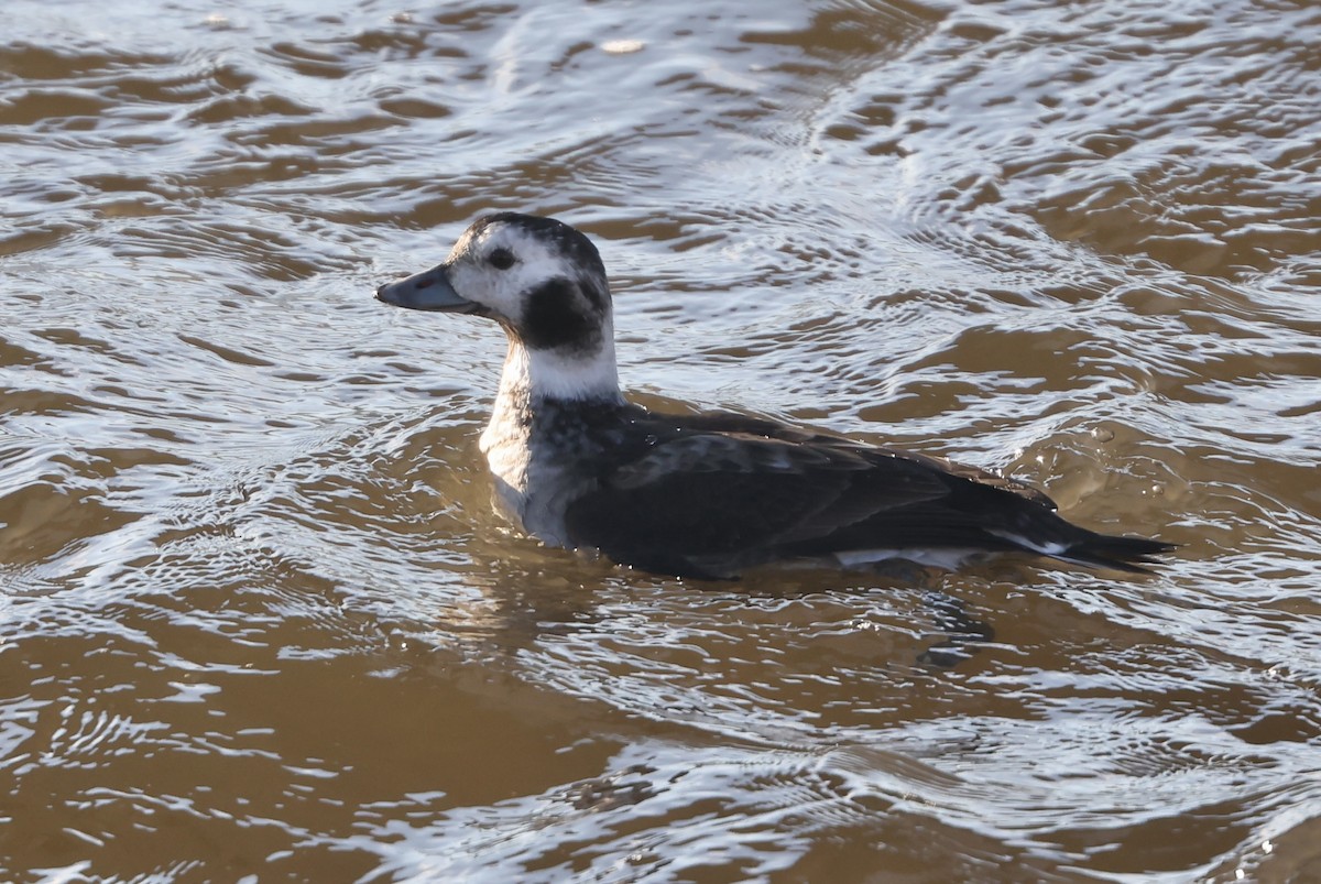 Long-tailed Duck - ML645514325