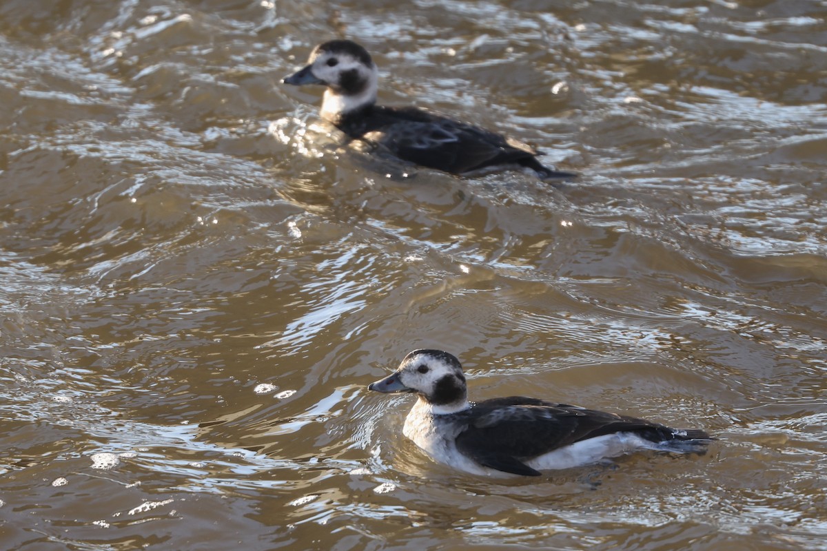 Long-tailed Duck - ML645514326