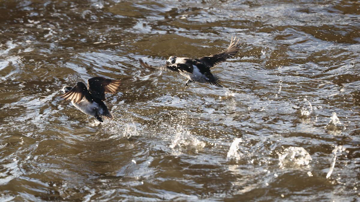 Long-tailed Duck - ML645514327