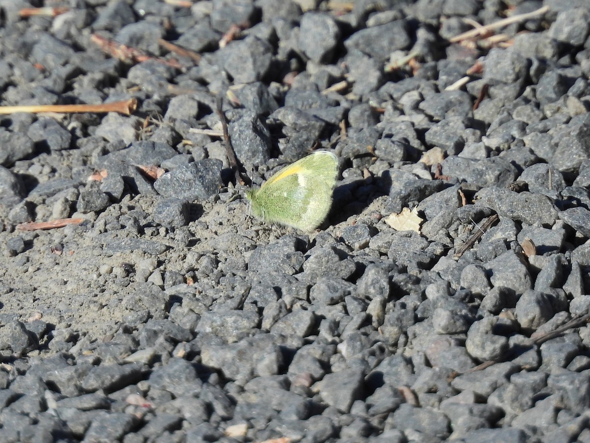 Dainty Sulphur - ML645514328