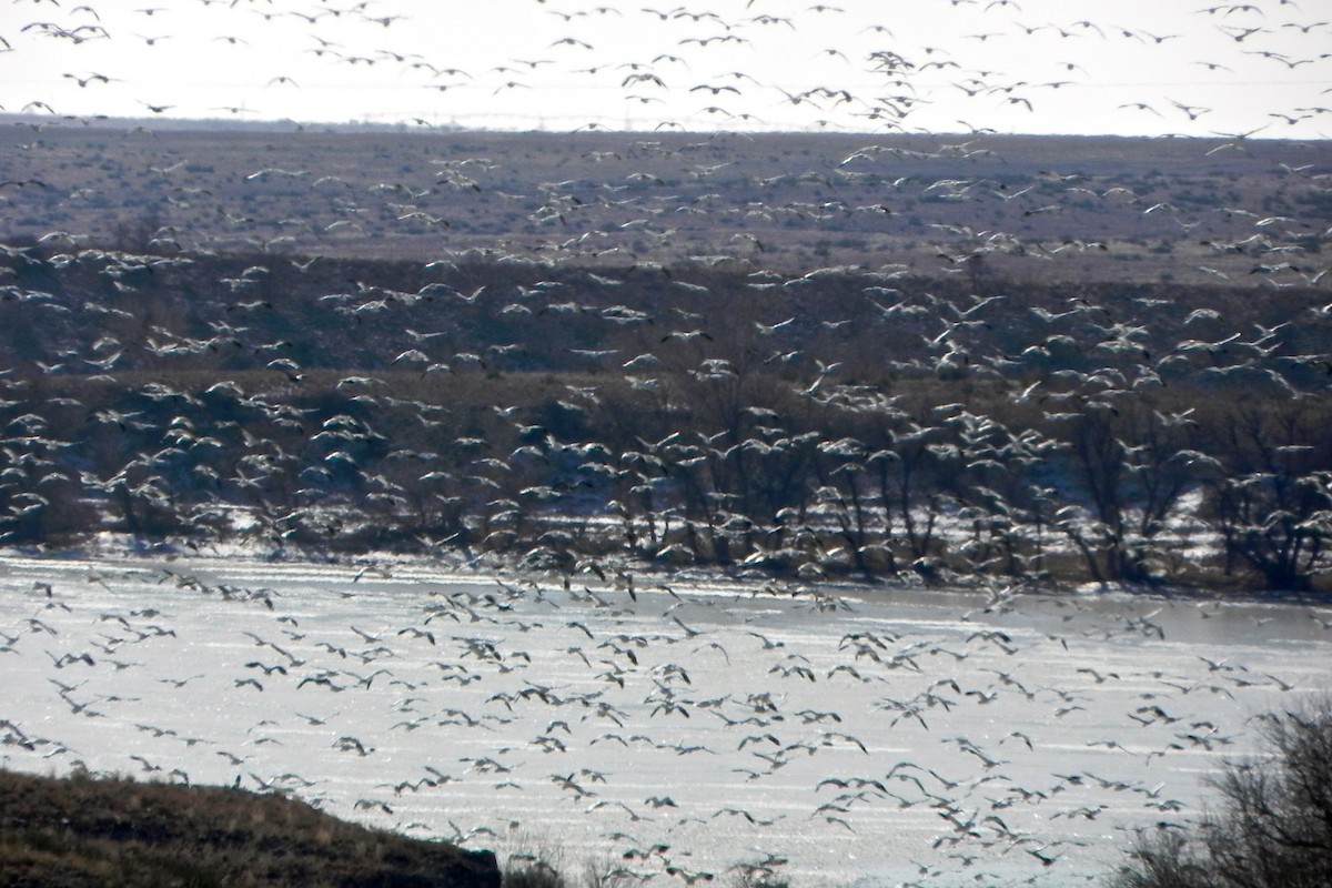 Kar Kazı - ML645514330