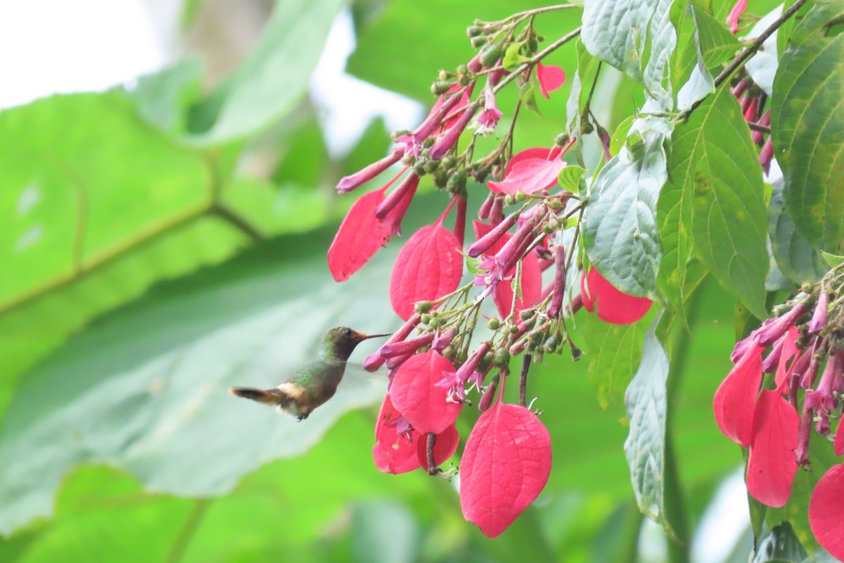 チャカザリハチドリ - ML645514333