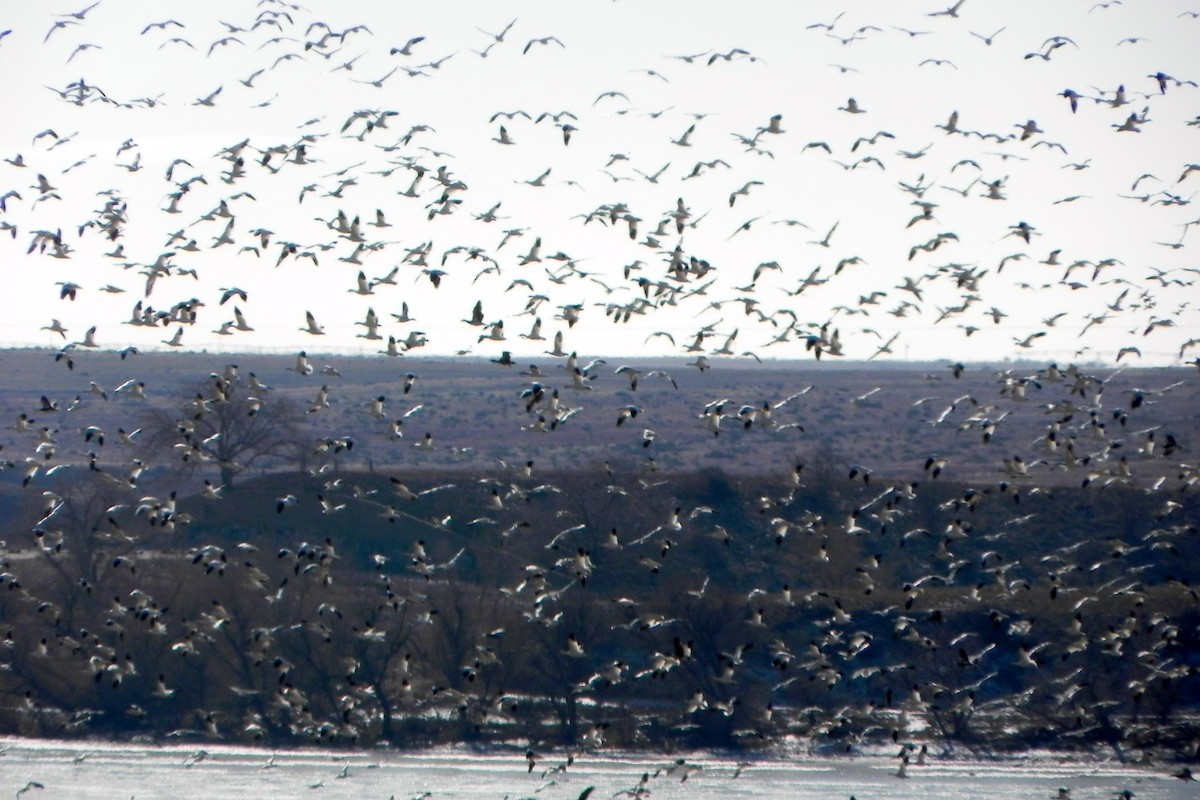 Kar Kazı - ML645514335