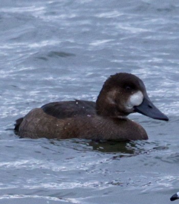 スズガモ - ML645514337