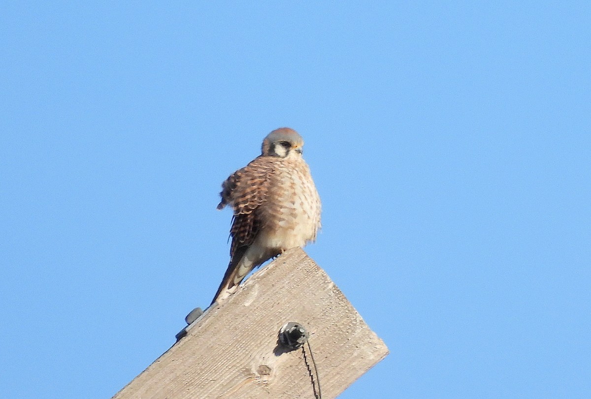 poštolka pestrá - ML645514338