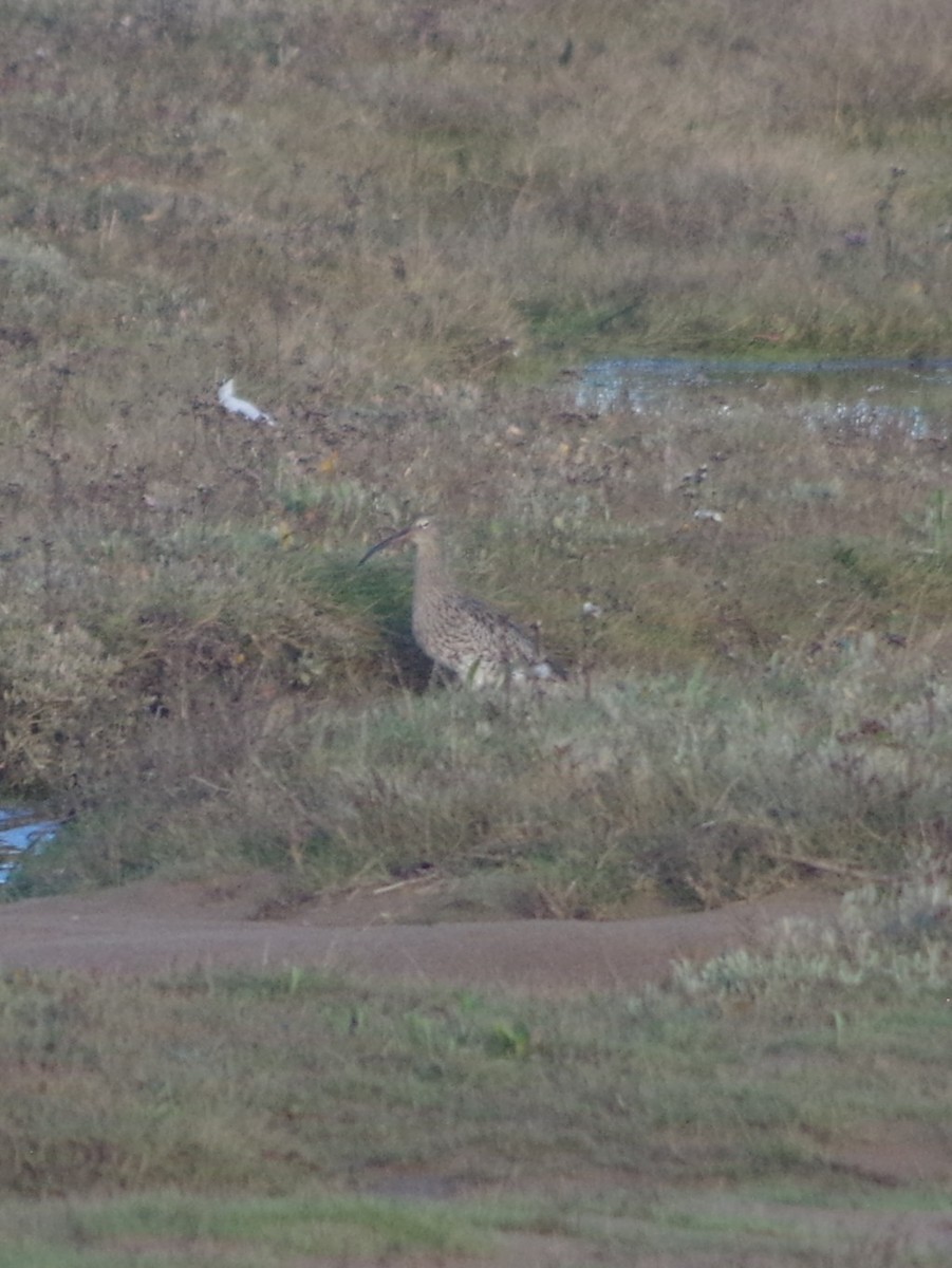 大杓鷸 - ML645514340