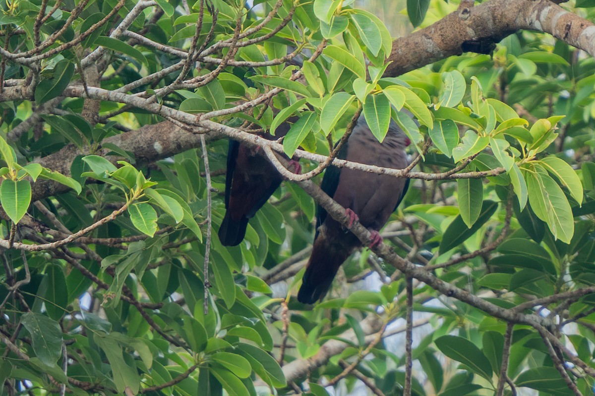 Pacific Imperial-Pigeon - ML645514344
