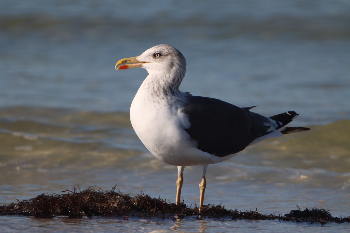 Lesser Black-backed Gull - ML645514360