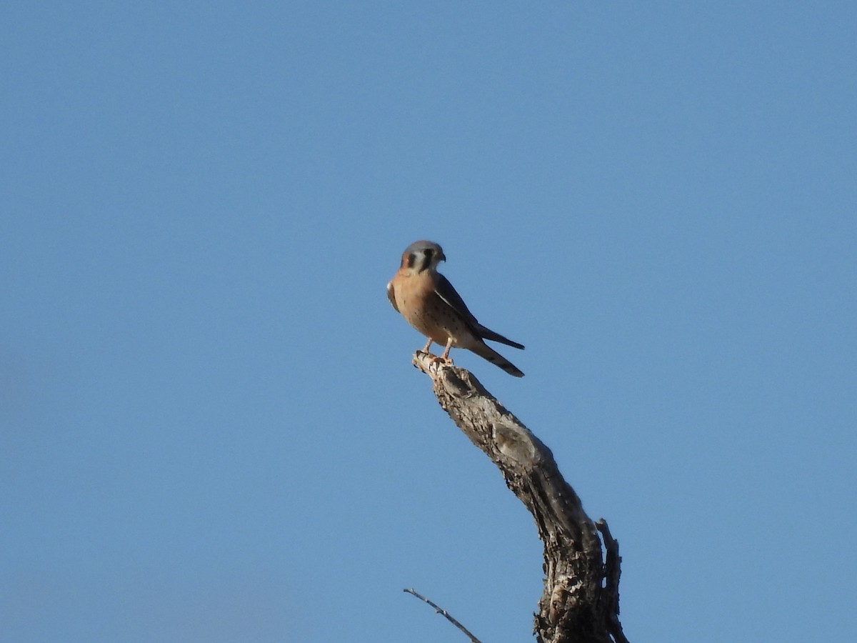 American Kestrel - ML645514362