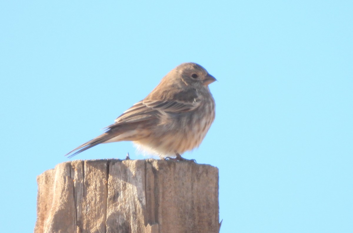 hýl rudoprsý - ML645514364