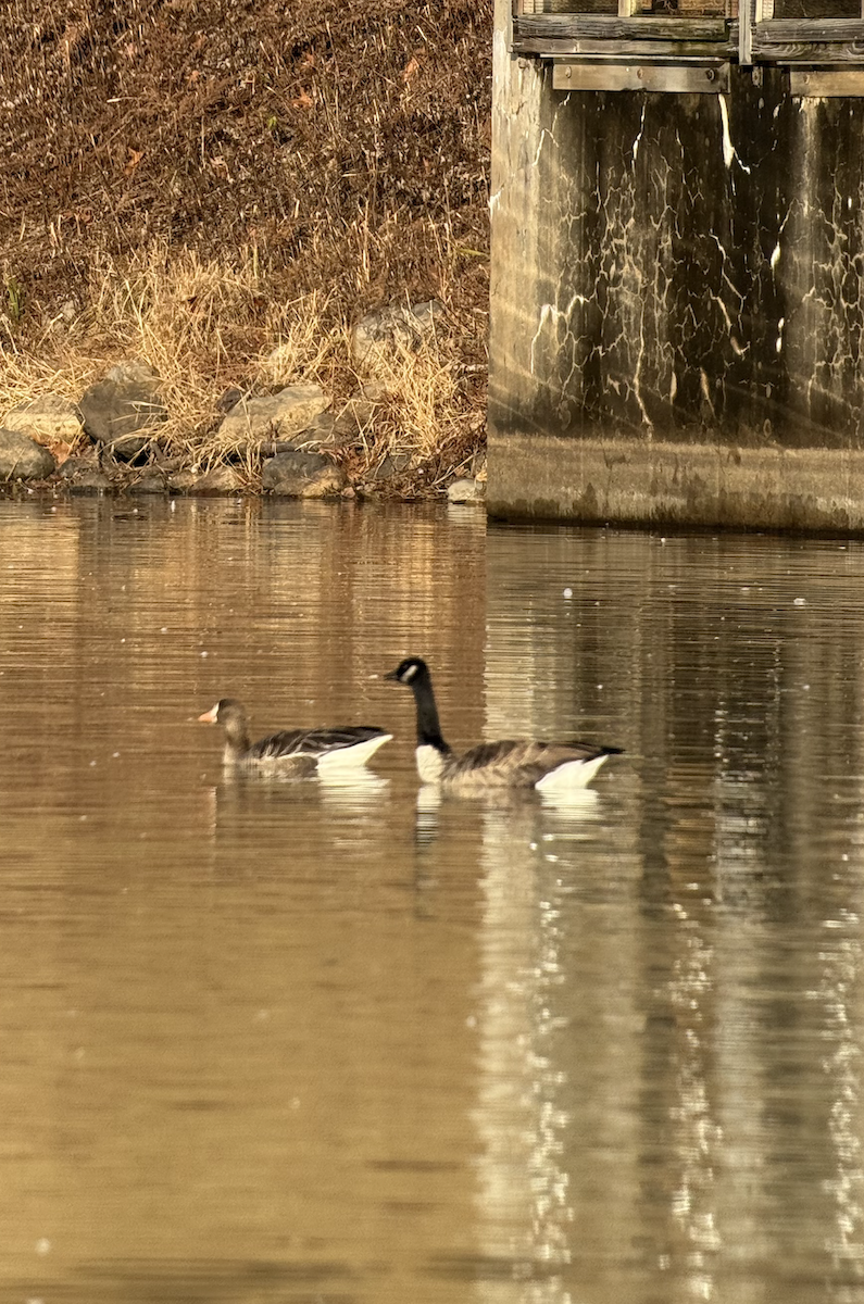Greater White-fronted Goose - ML645514368
