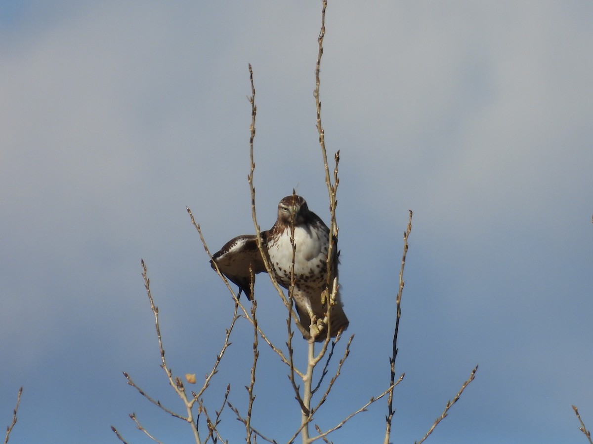 Red-tailed Hawk - ML645514370