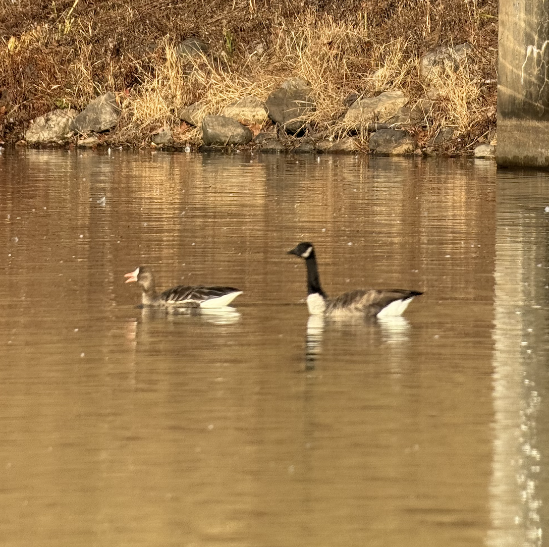 Greater White-fronted Goose - ML645514380