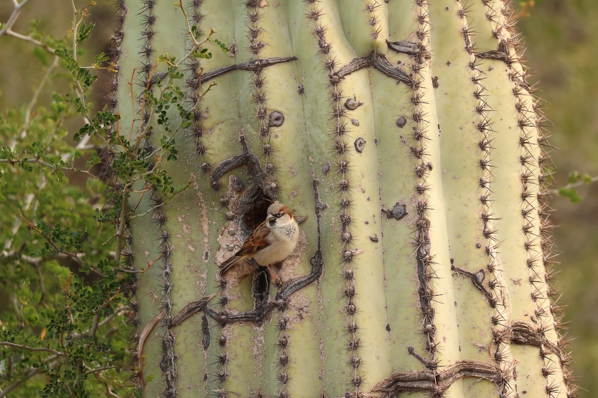 House Sparrow - ML645514385