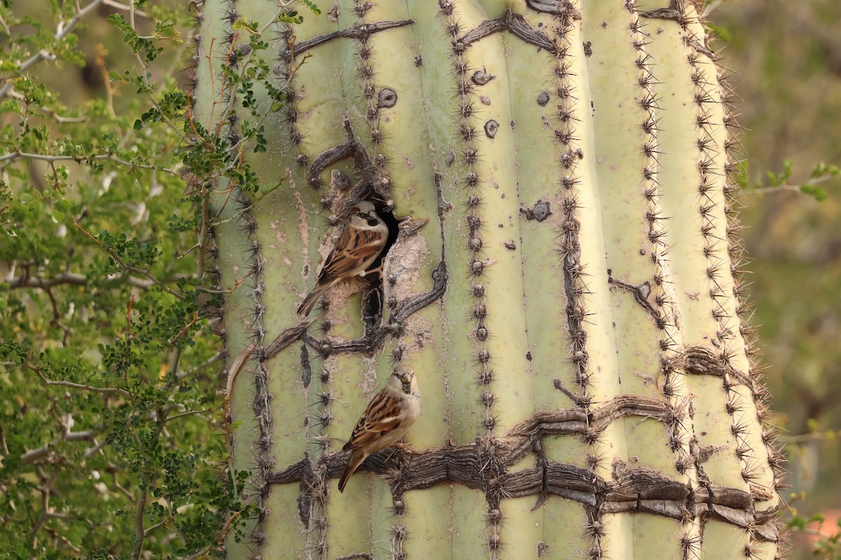 House Sparrow - ML645514386