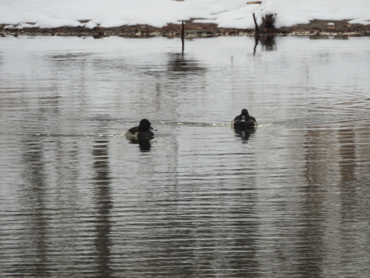 Halkalı Patka - ML645514410