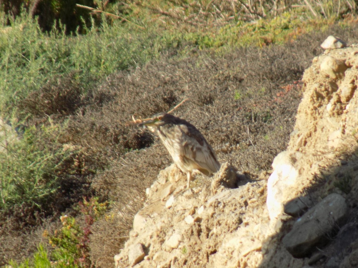 夜鷺 - ML645514423