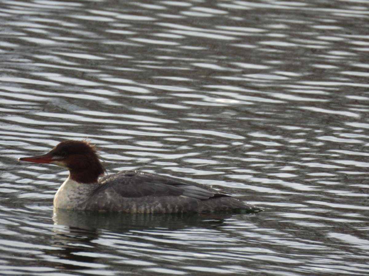 Büyük Tarakdiş - ML645514436