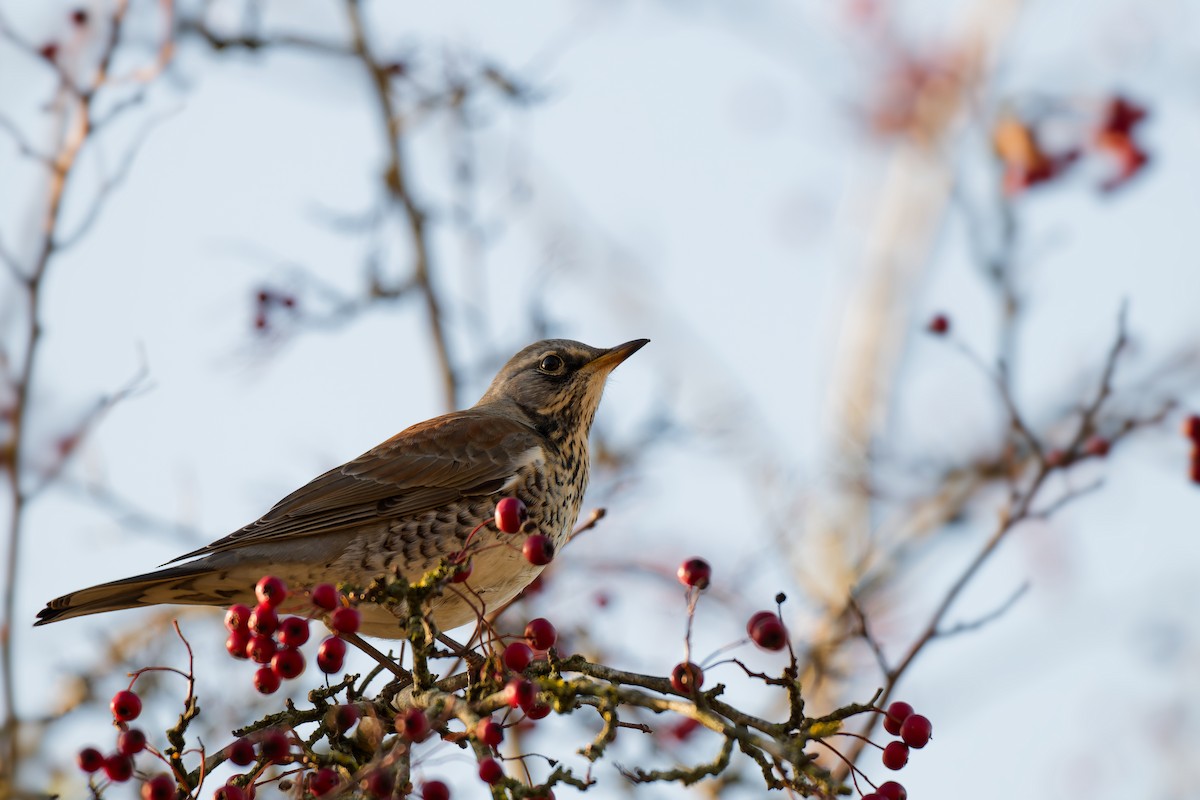 Fieldfare - ML645514448