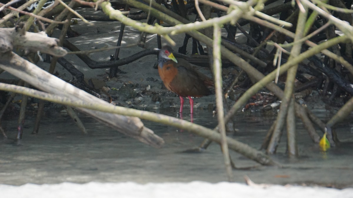 Gray-cowled Wood-Rail - ML645514453