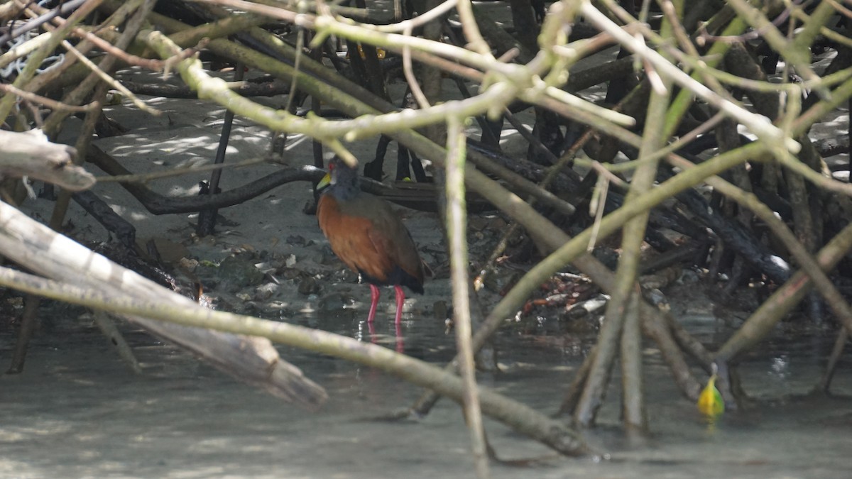 Gray-cowled Wood-Rail - ML645514454