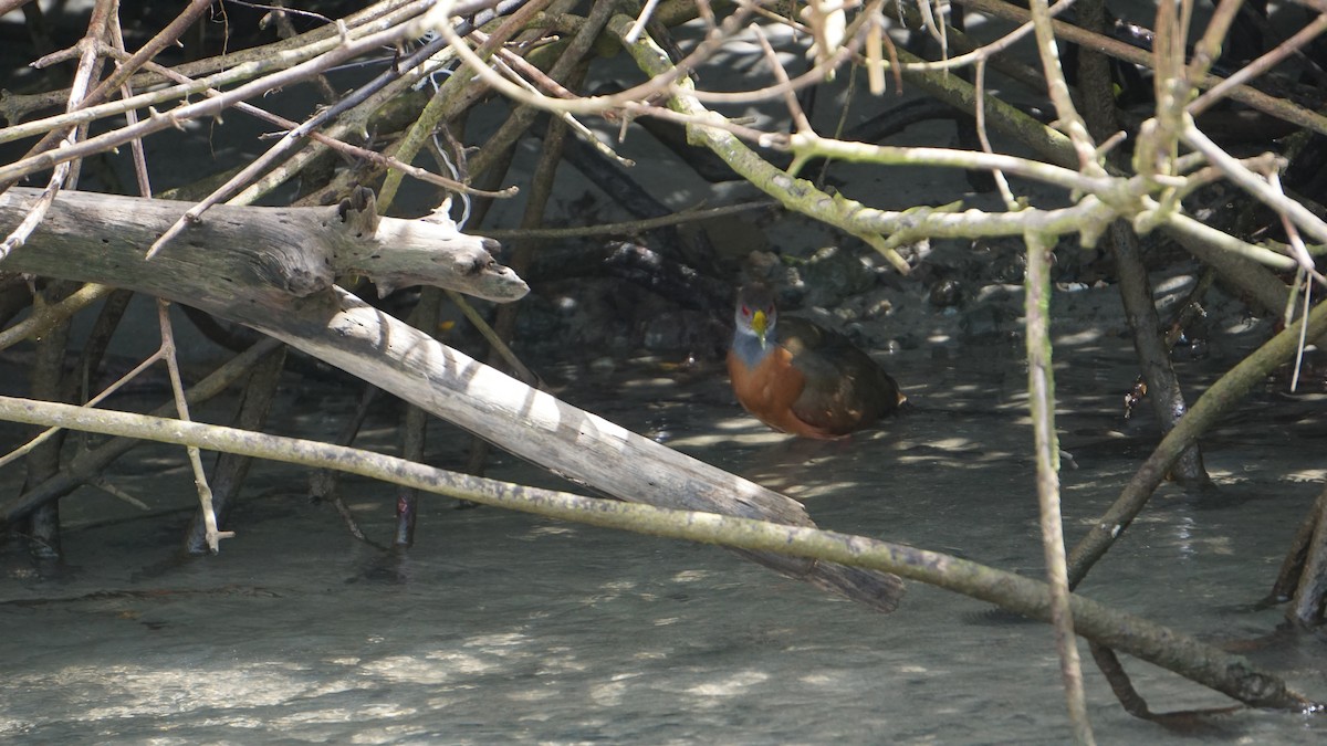 Gray-cowled Wood-Rail - ML645514455