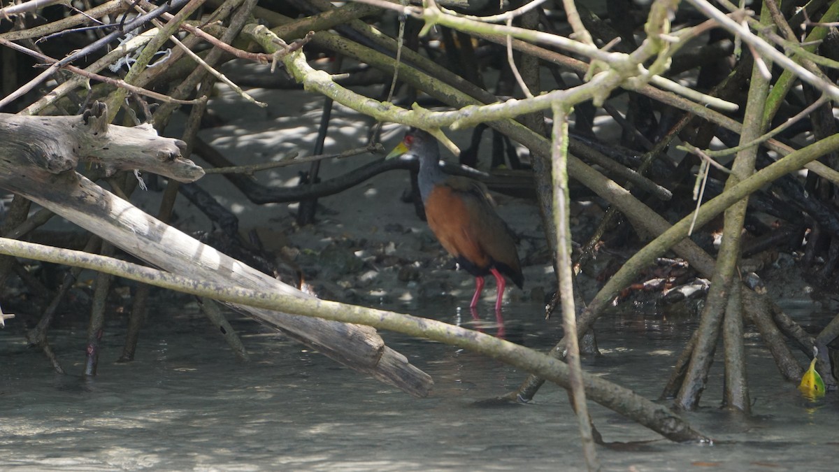 Gray-cowled Wood-Rail - ML645514456