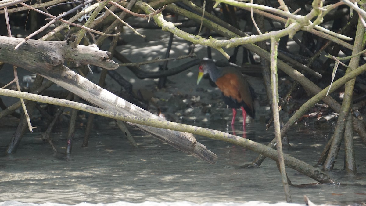 Gray-cowled Wood-Rail - ML645514457