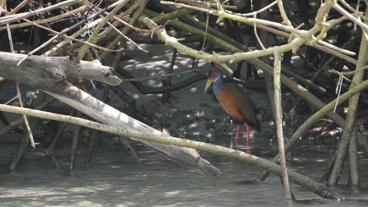Gray-cowled Wood-Rail - ML645514458