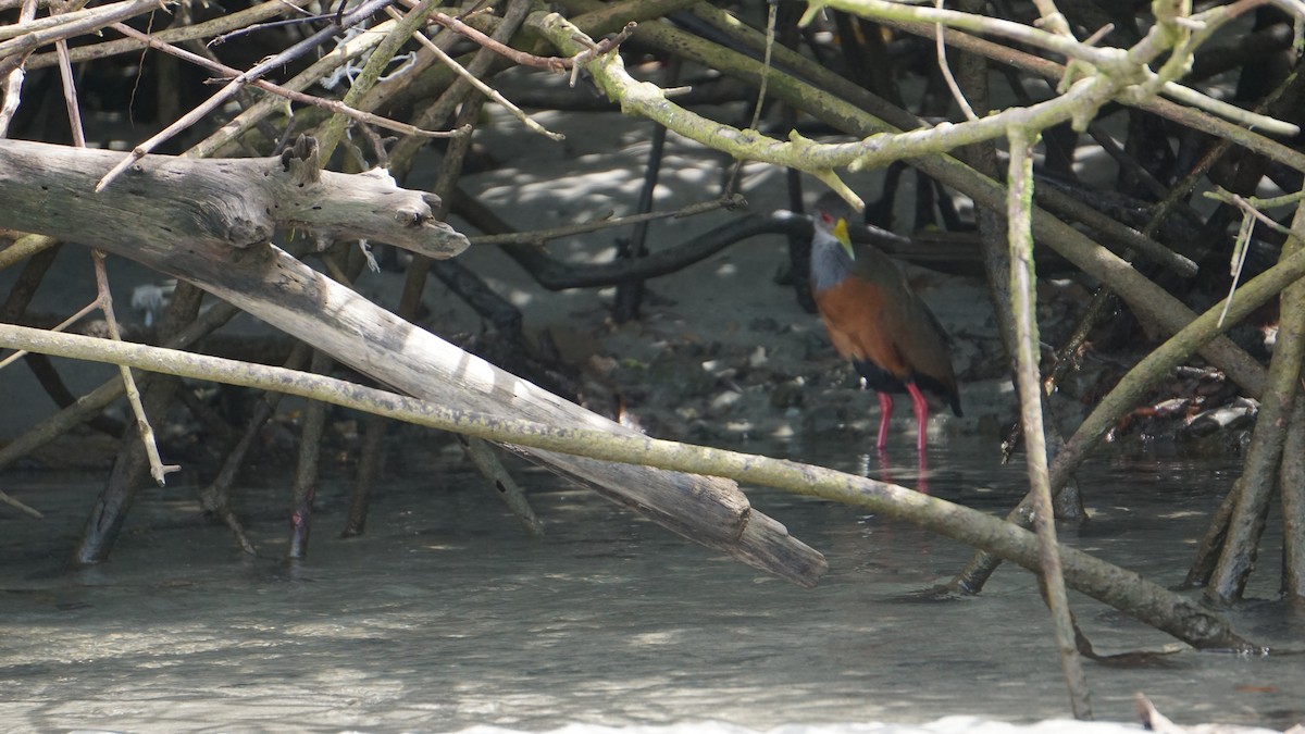 Gray-cowled Wood-Rail - ML645514459