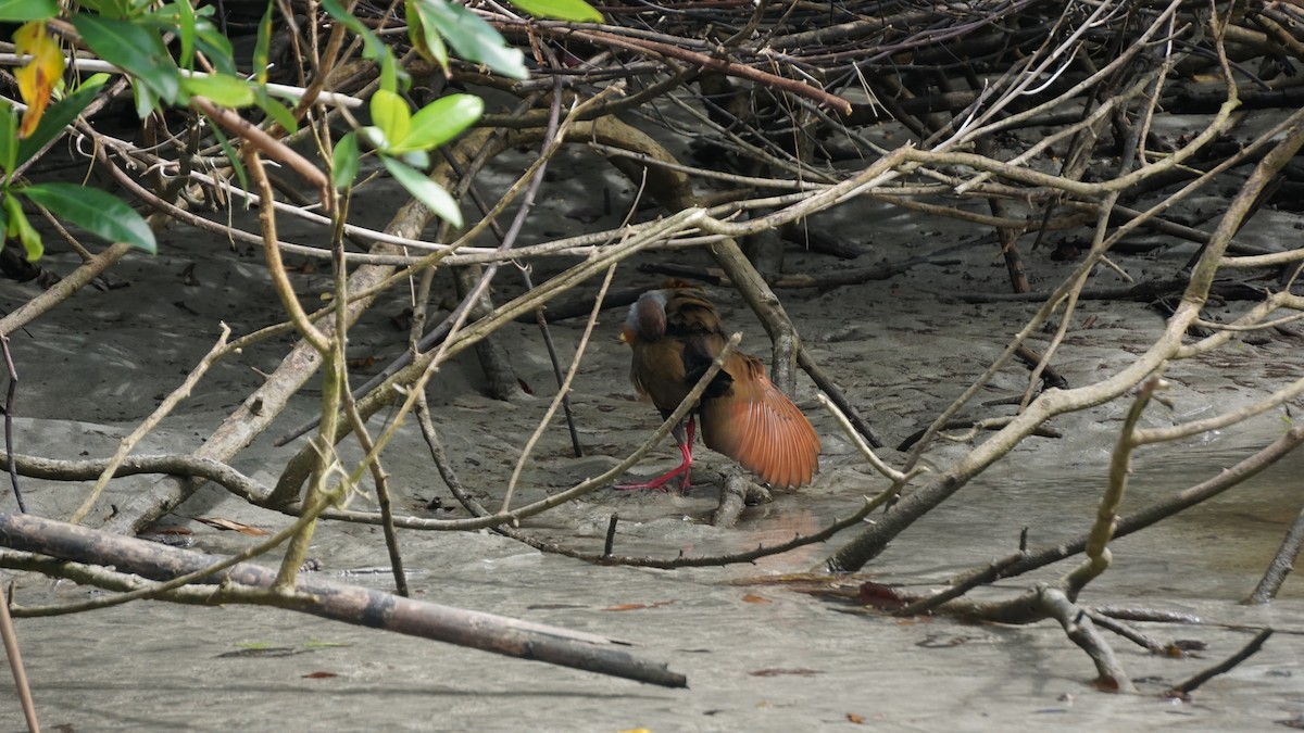 Gray-cowled Wood-Rail - ML645514460