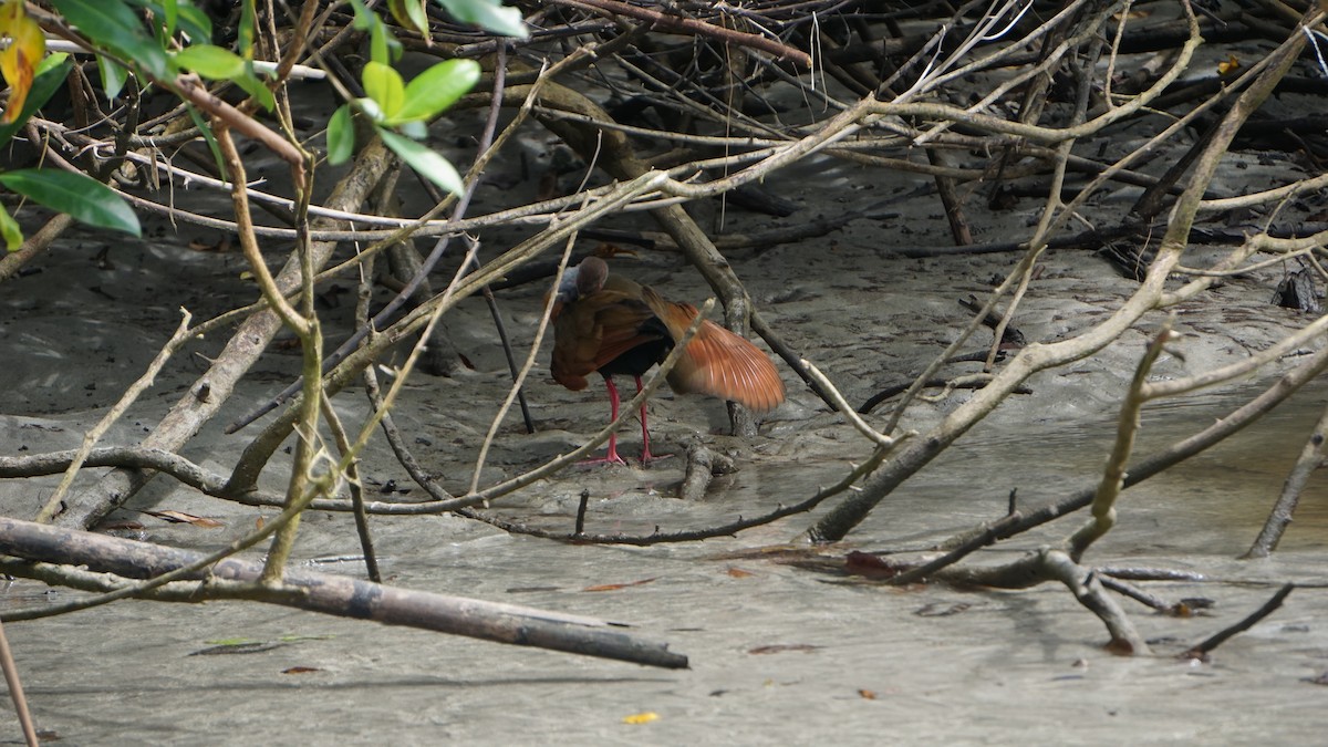 Gray-cowled Wood-Rail - ML645514461