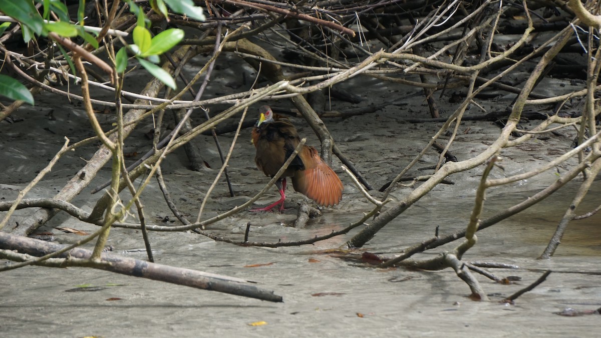 Gray-cowled Wood-Rail - ML645514462