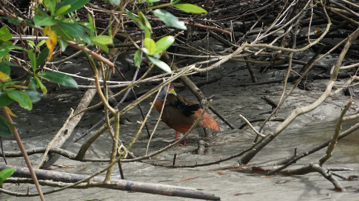 Gray-cowled Wood-Rail - ML645514464