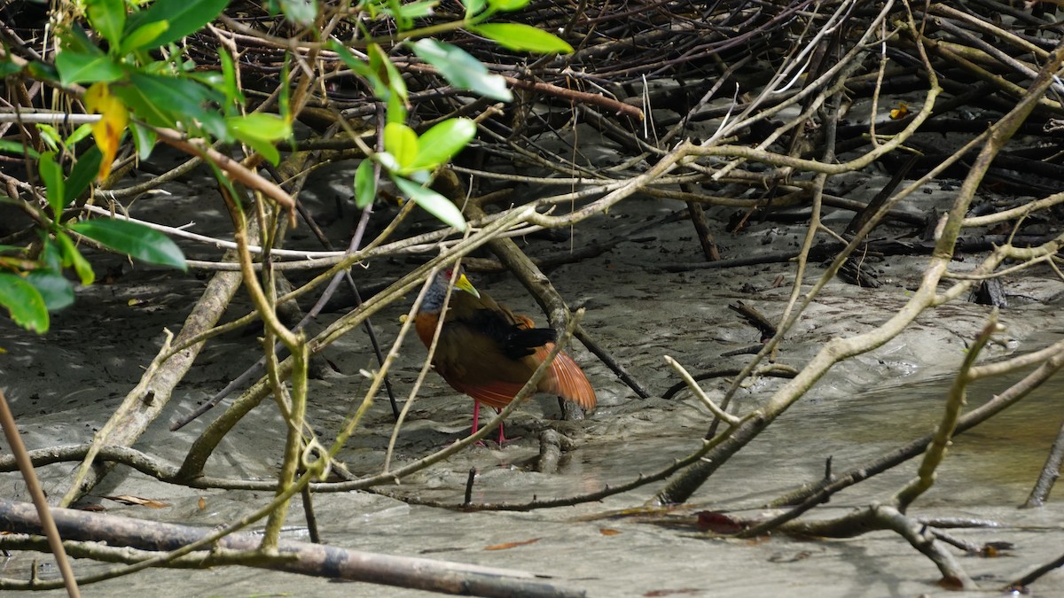 Gray-cowled Wood-Rail - ML645514466