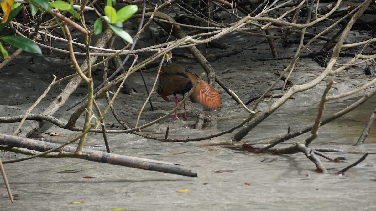 Gray-cowled Wood-Rail - ML645514470