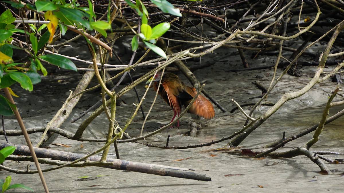 Gray-cowled Wood-Rail - ML645514471