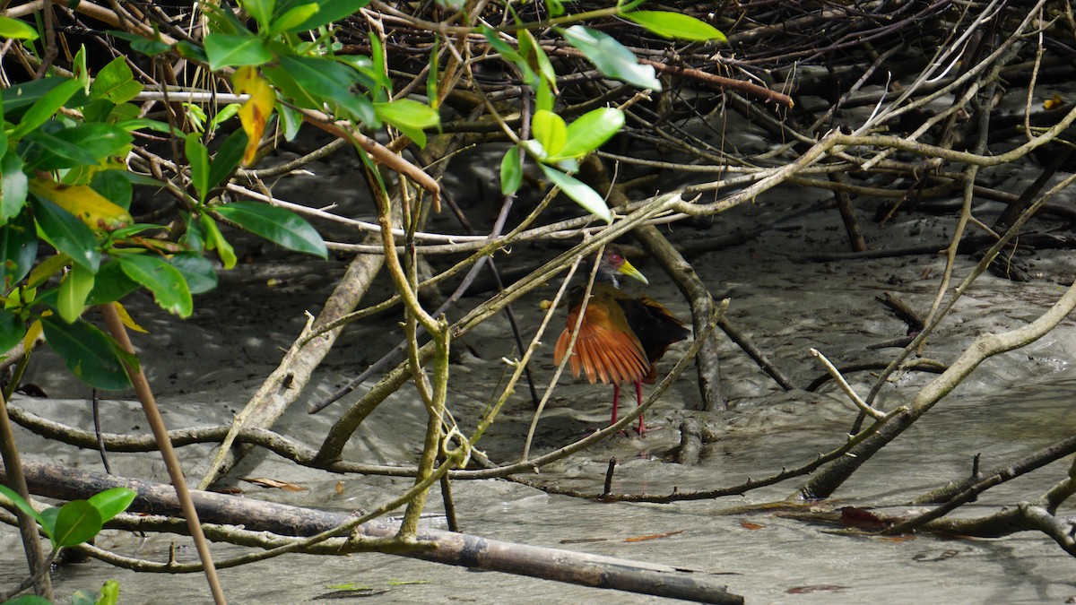 Gray-cowled Wood-Rail - ML645514472