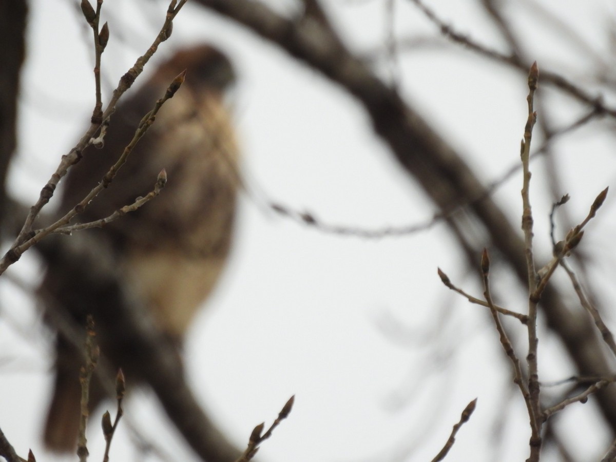 Kızıl Kuyruklu Şahin - ML645514484