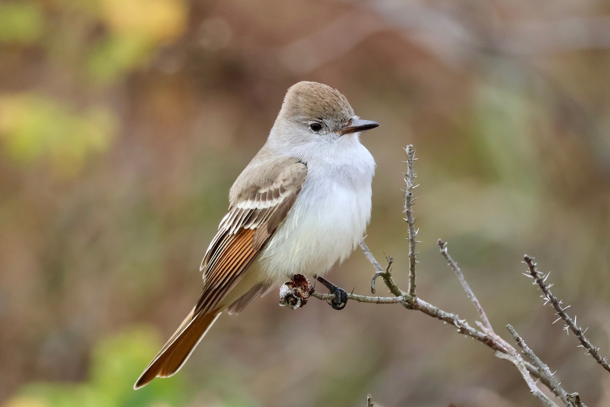 Ash-throated Flycatcher - ML645514487