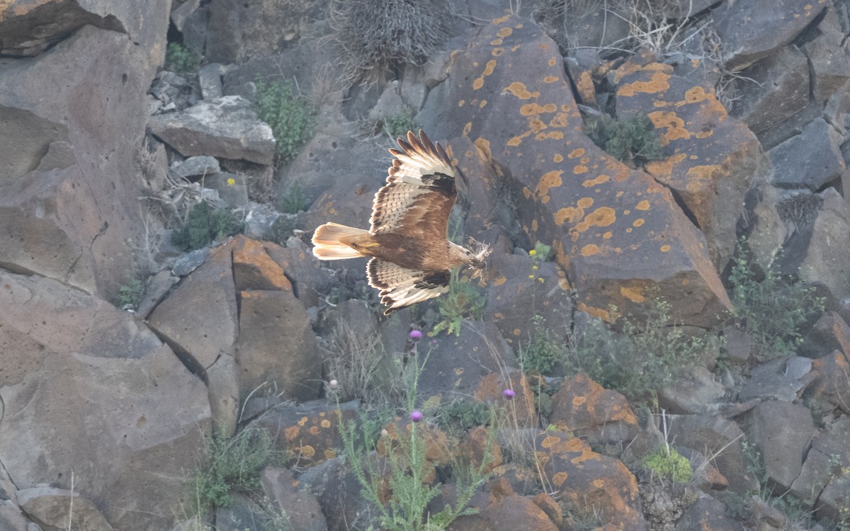 Buse féroce - ML645514497