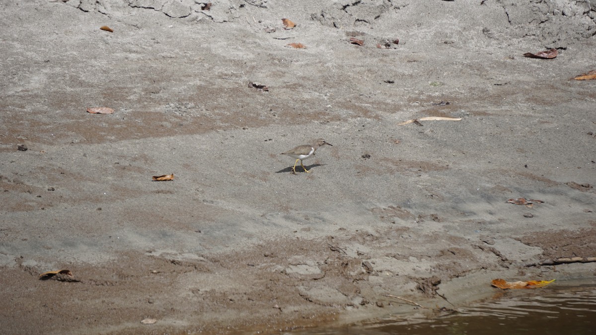 Spotted Sandpiper - ML645514505