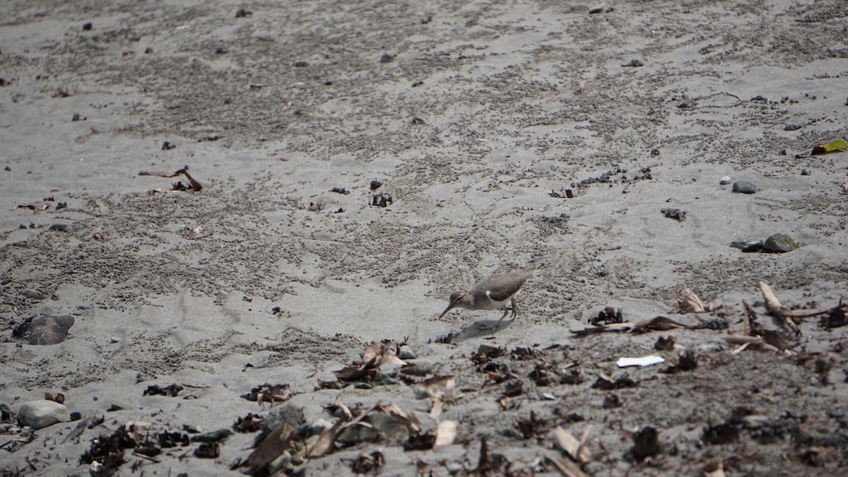 Spotted Sandpiper - ML645514506