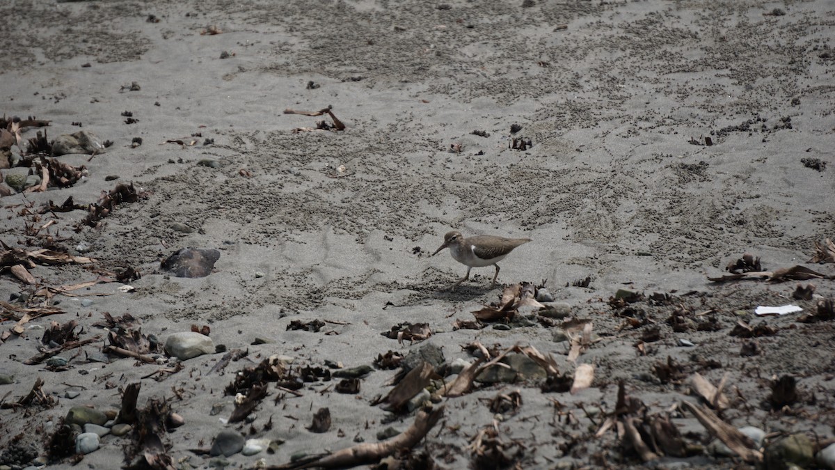 Spotted Sandpiper - ML645514507