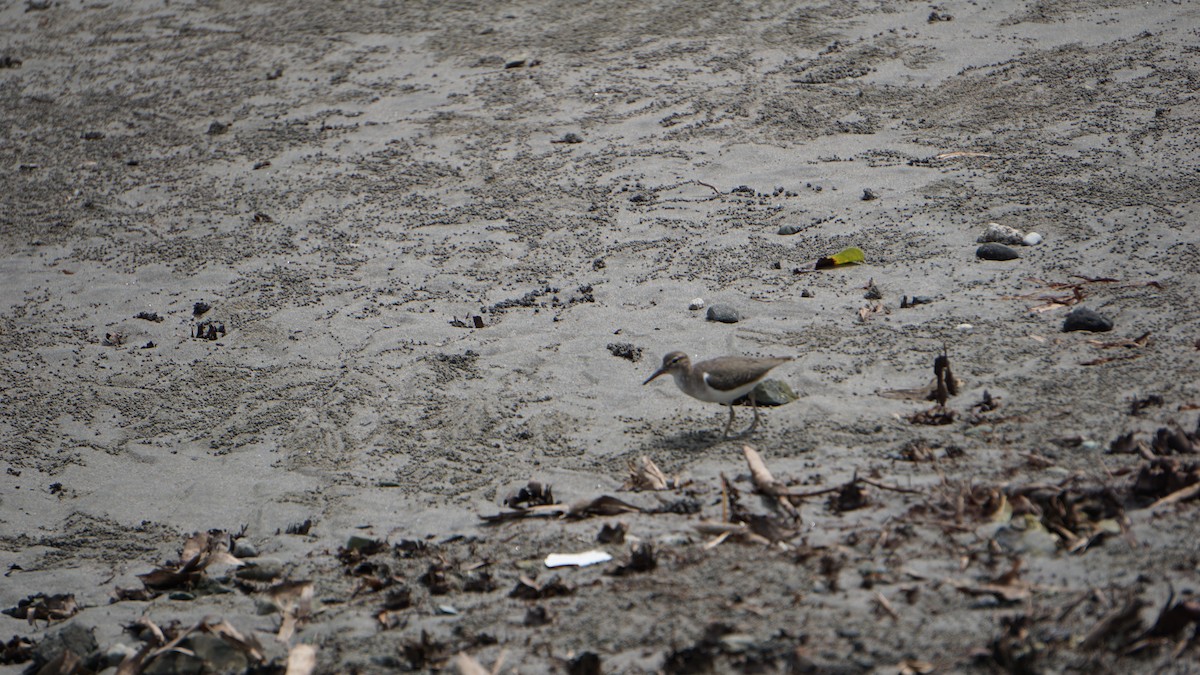 Spotted Sandpiper - ML645514508