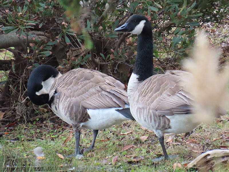 カナダガン - ML645514509