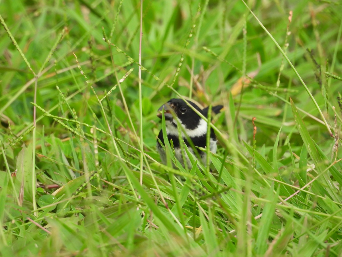 Variable Seedeater - ML645514510